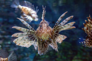 Acquario Genova. L'Italia dal nord al sud regione per regione: Liguria